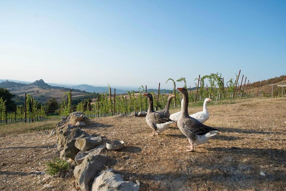 Fattoria Branciana Bed & Breakfast Rossena Exterior photo